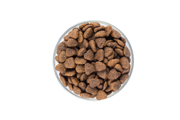 for active dogs