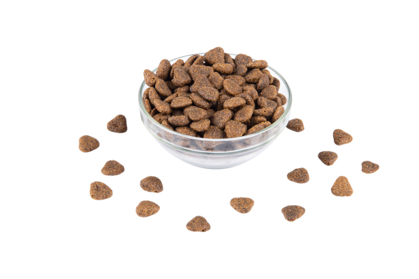 for active dogs