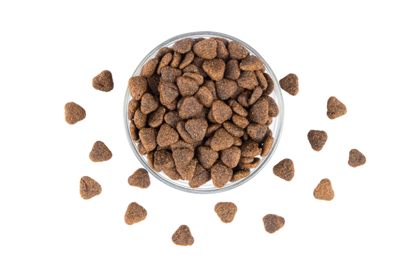 for active dogs